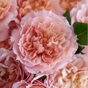 Le Sablier Rose丨Your roses