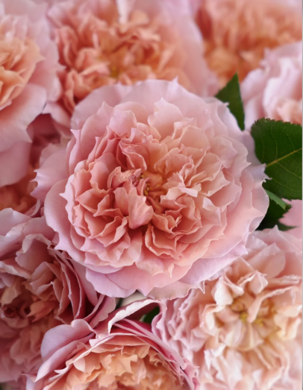 Le Sablier Rose丨Your roses