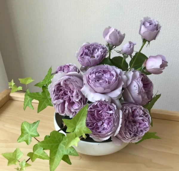 Lilas Roses丨Your roses