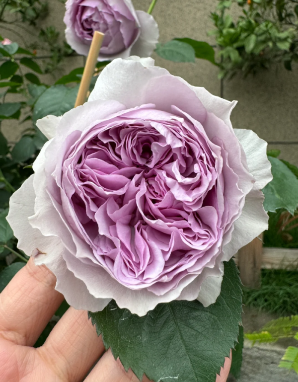 Lilas Rose for sale丨Your roses