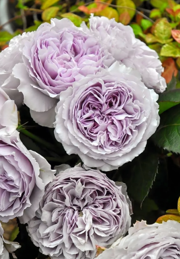 Rose Lilas丨Your roses
