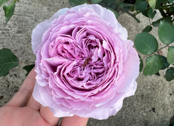 Lilas Rose丨Your roses