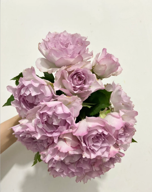 Lu Ning Xiang Rose丨Your roses