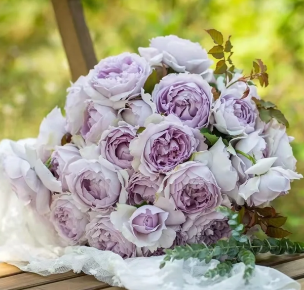 Lucifer Rose Plant丨Your roses