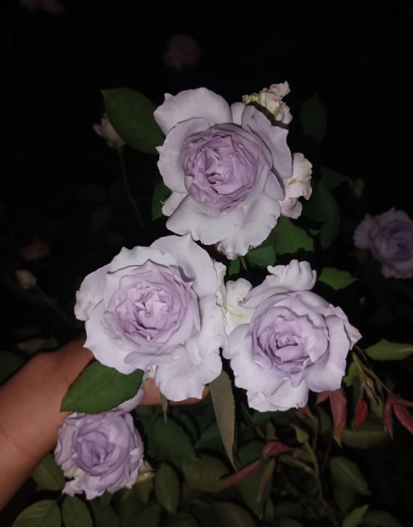Lucifer Rose for sale丨Your roses