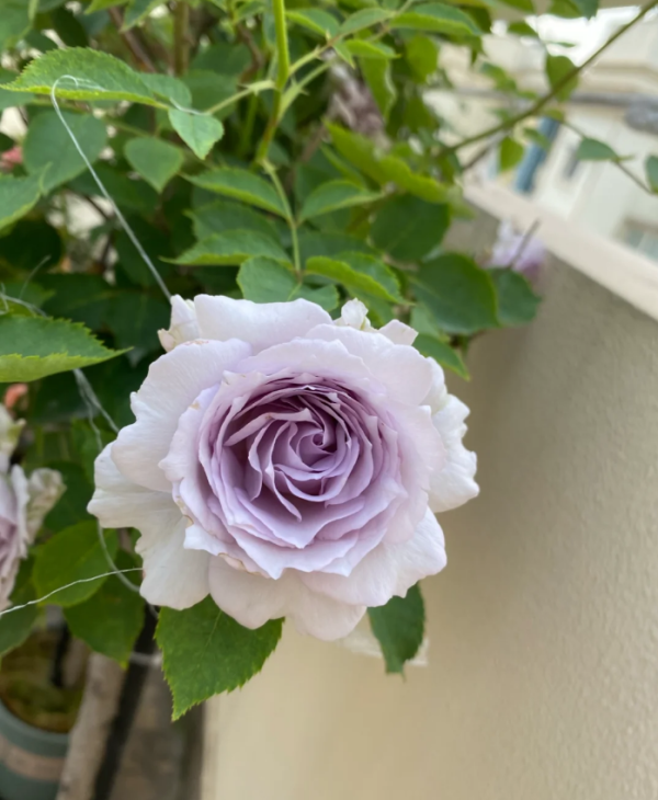 Lucifer Rose丨Your roses