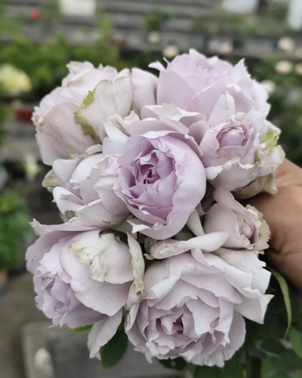 Lucifer Roses丨Your roses