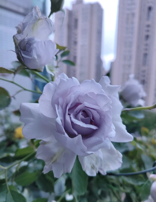 Rose Lucifer丨Your roses