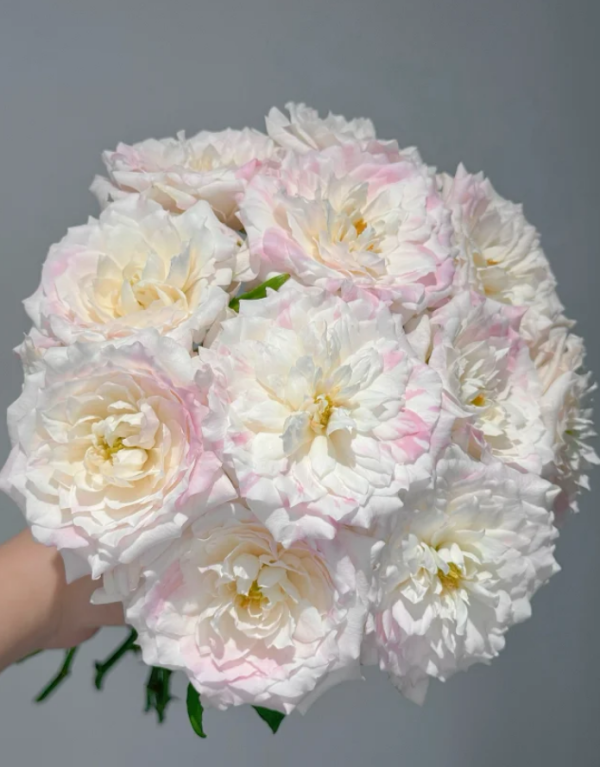 Mille-feuille Roses丨Your roses