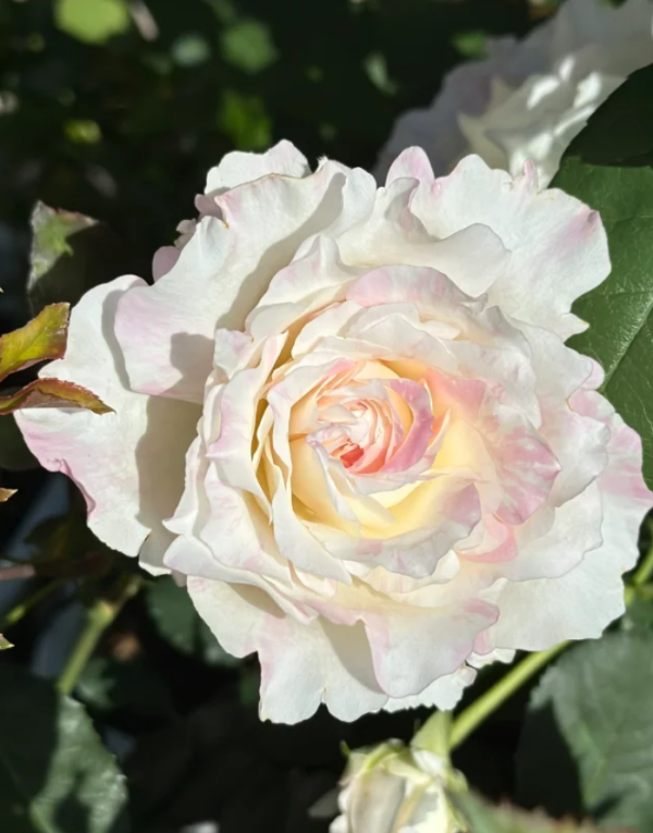 Mille-feuille Rose丨Your roses