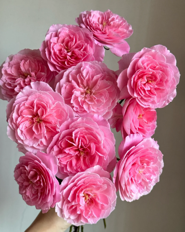 Honey Whisper Rose丨Your roses