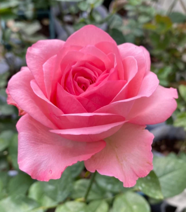 Miyu Rose for sale丨Your roses