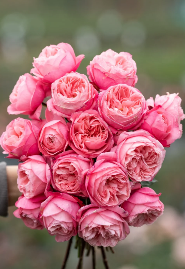 Miyu Roses丨Your roses