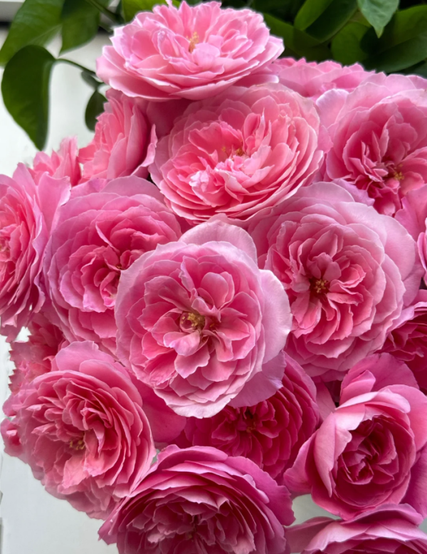 Miyu Rose丨Your roses
