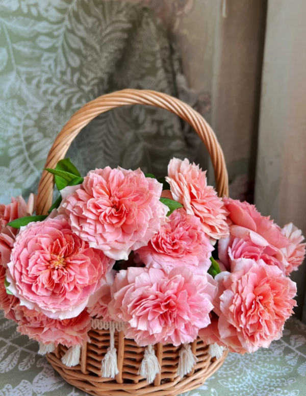 Moulin de la Galette Roses丨Your roses