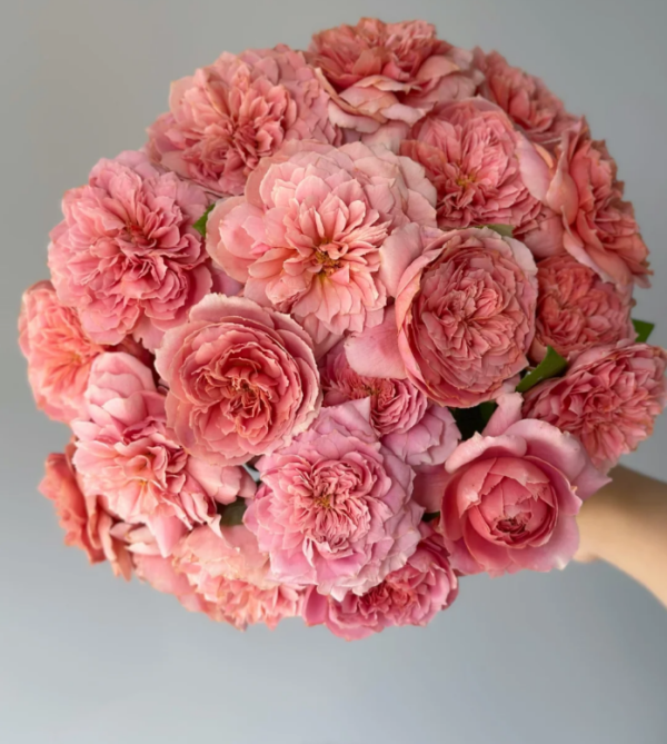 Rose Moulin de la Galette 丨Your roses