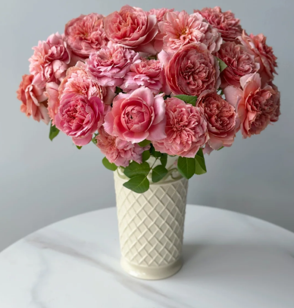 Moulin de la Galette Rose Plant丨Your roses