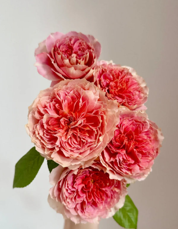 Moulin de la Galette Rose for sale丨Your roses