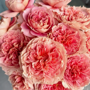 Moulin de la Galette Rose丨Your roses