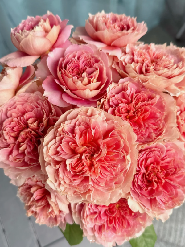 Moulin de la Galette Rose丨Your roses