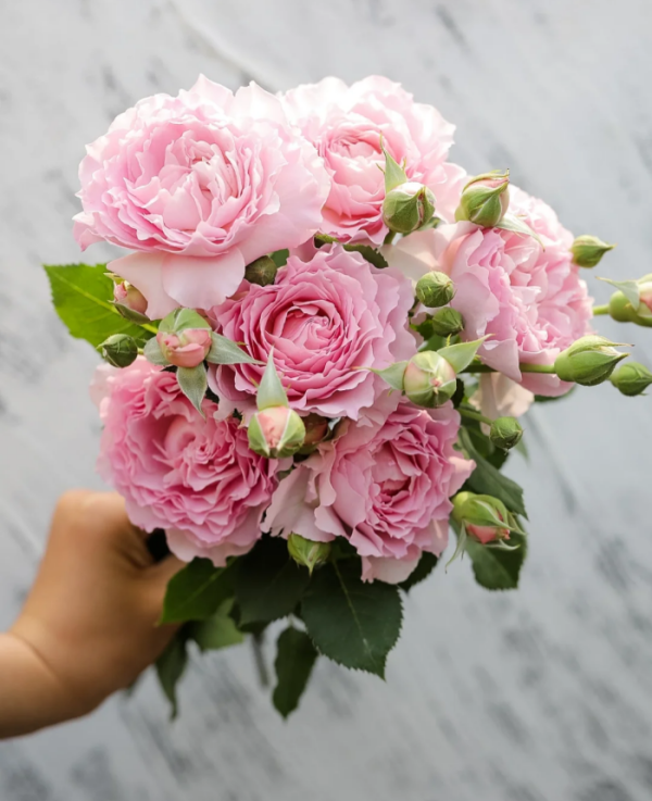 Nning Zhi Roses丨Your roses