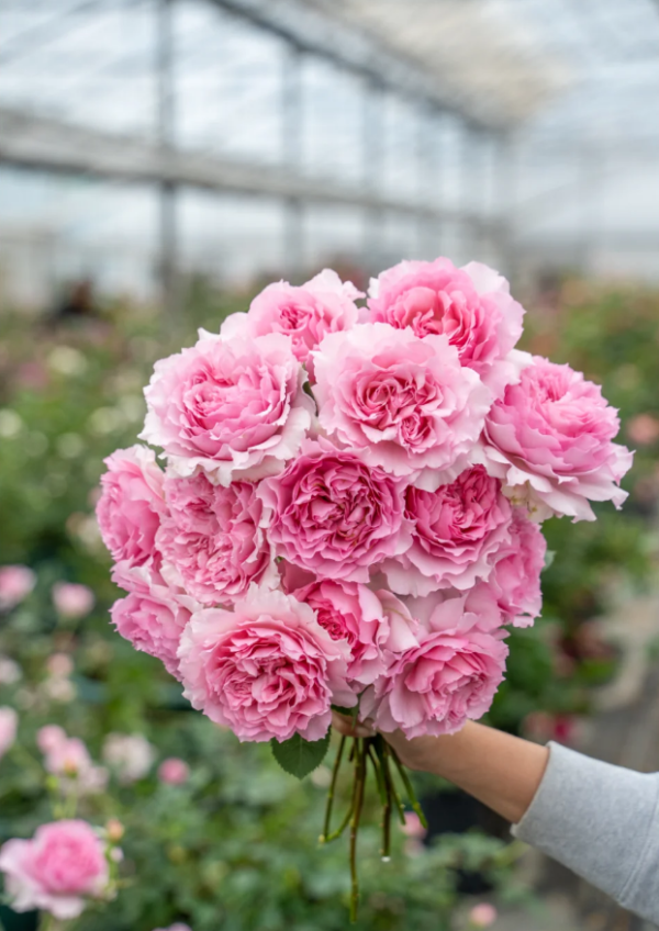 Nning Zhi Rose for sale丨Your roses