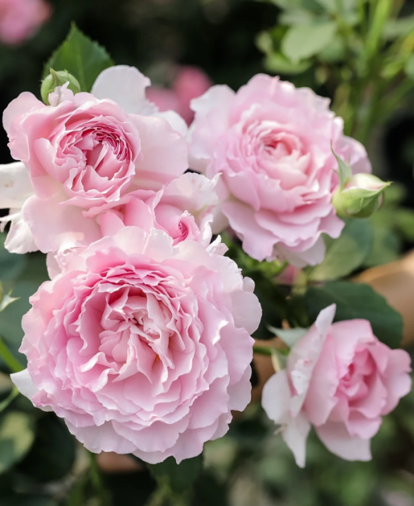 Nning Zhi Rose丨Your roses