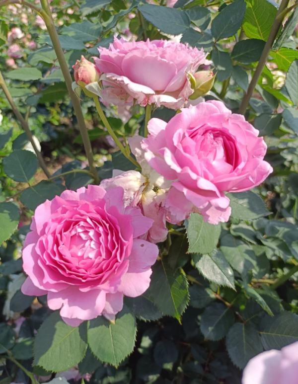 Nning Zhi Rose Plant丨Your roses
