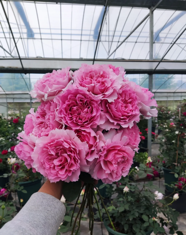 Rose Nning Zhi丨Your roses