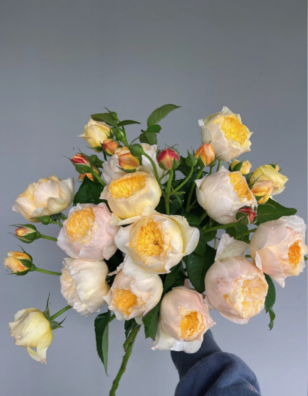 Que Jiu Roses丨Your roses