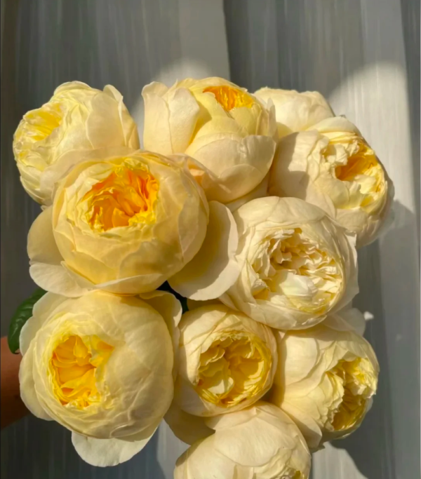Que Jiu Rose丨Your roses