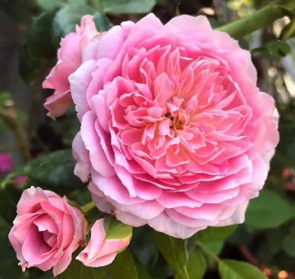 Silent Love Rose Plant丨Your roses