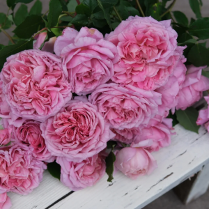 Silent Love Rose丨Your roses