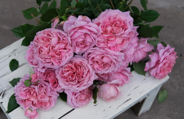 Silent Love Rose丨Your roses