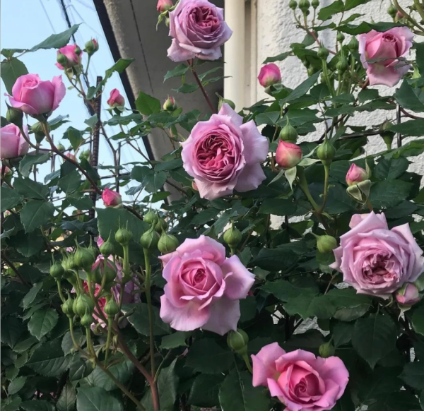 Silent Love Roses丨Your roses