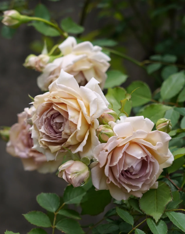 robe doll Rose Plant丨Your roses
