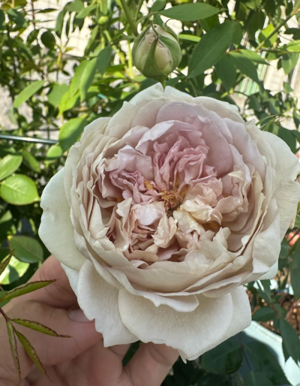 Rose robe doll丨Your roses