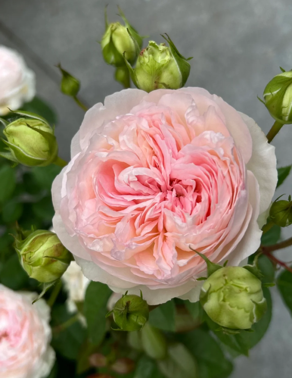 Roxanne Rose丨Your roses