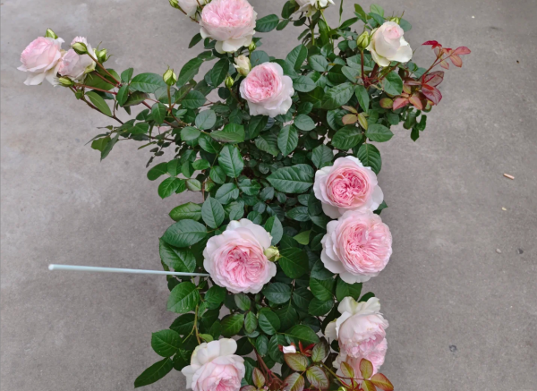 Roxanne Rose for sale丨Your roses