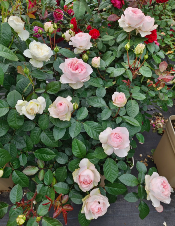 Roxanne Roses丨Your roses