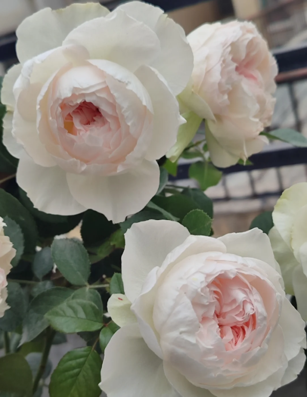 Roxanne Rose Plant丨Your roses