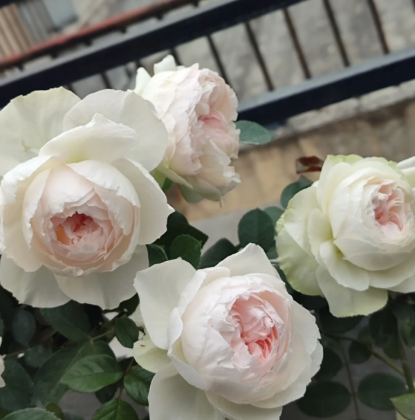 Rose Roxanne丨Your roses