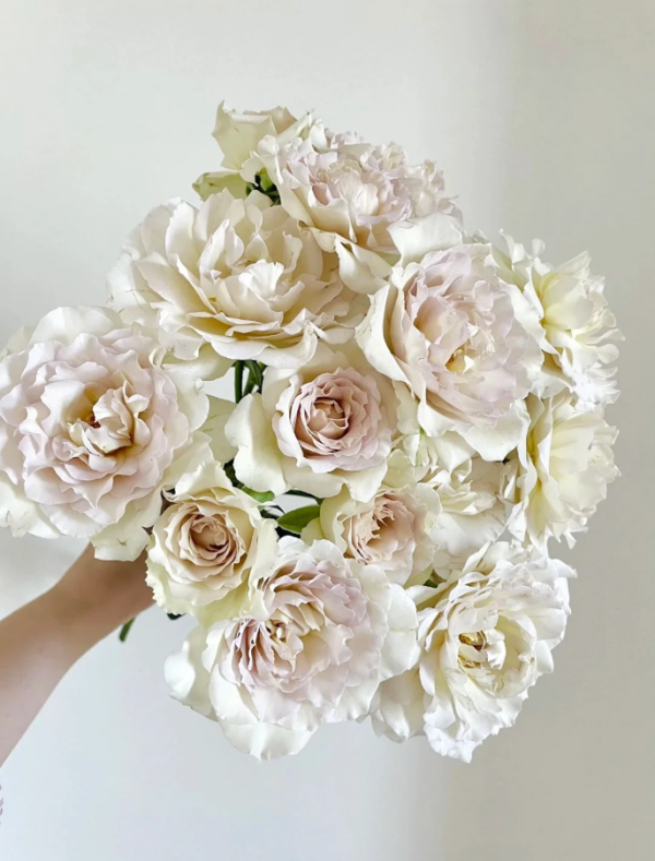 Sasha Rose丨Your roses
