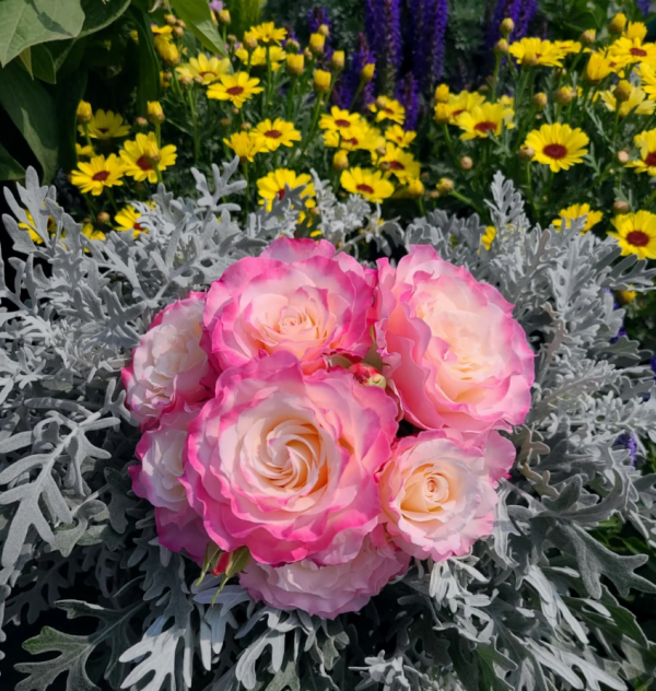 Rose Seraphim丨Your roses