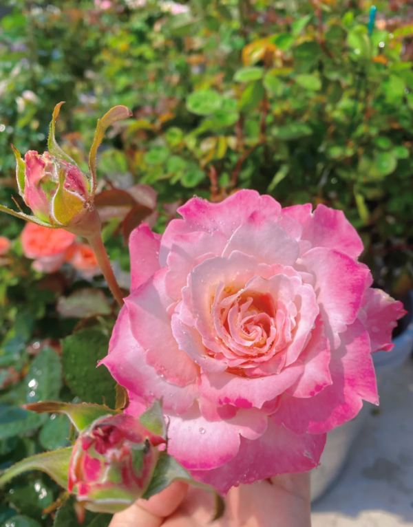 Seraphim Rose Plant丨Your roses