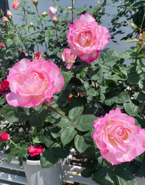 Seraphim Rose for sale丨Your roses