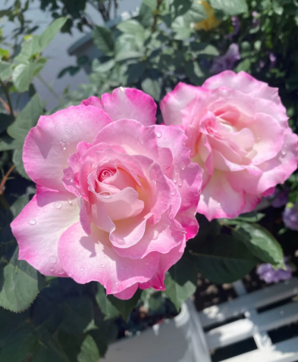 Seraphim Roses丨Your roses