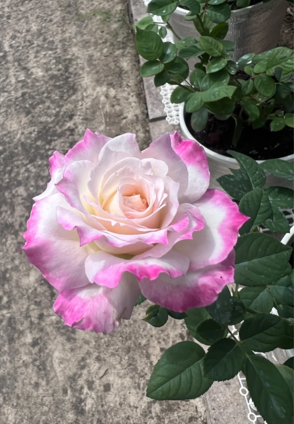 Seraphim Rose丨Your roses