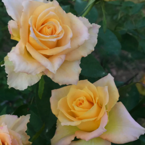 Uriel Rose丨Your roses