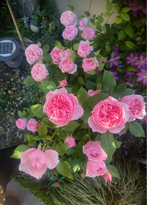Wan Shan Rose for sale丨Your roses